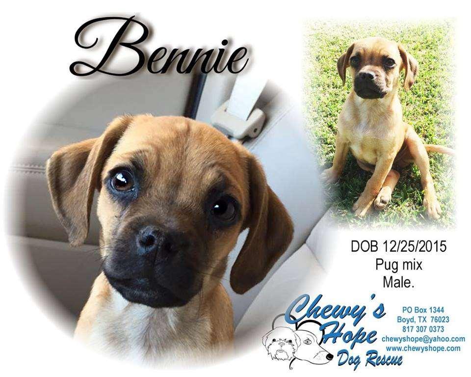 Bennie is a sweet lovable little pug mix. He loves playing with his toys & playing with dogs of all sizes. He loves attention! Being with his person is his favorite thing.