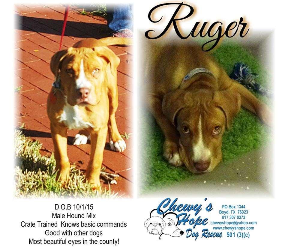 Hopeless, starved and beaten up by bigger dogs, Ruger had curled up in a ditch next to a farm to market road to await the end.