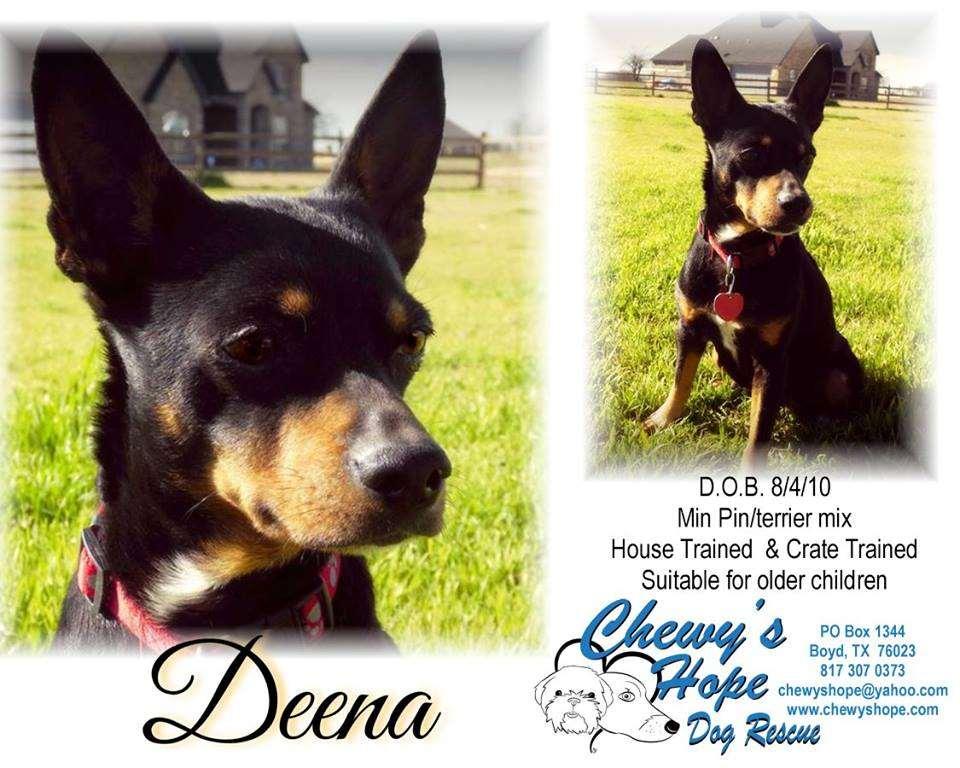 Hi. I m Deena. I m very laid back and mellow. Gentle is my middle name and I love to nap in laps or next to you on the couch.