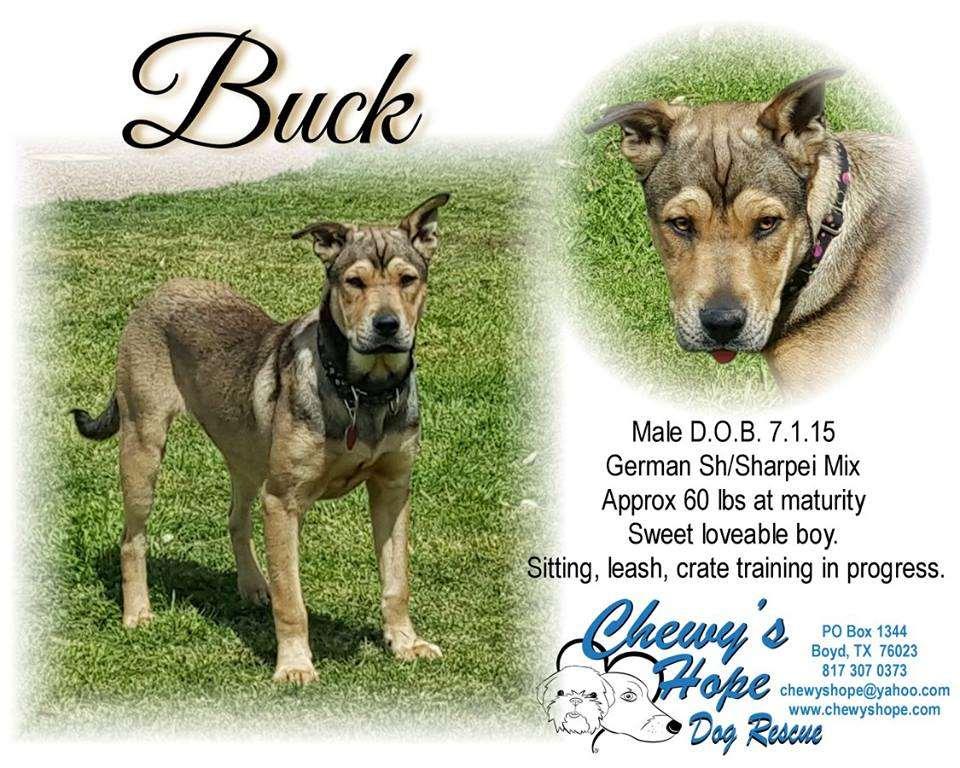 Hi My Name is Buckminster Fuller also known as Buck from Call of the Wild. I am a very loving, calm boy who wants nothing more than to sit with you. I was born around 7/15/2015 and weigh about 40 lbs.