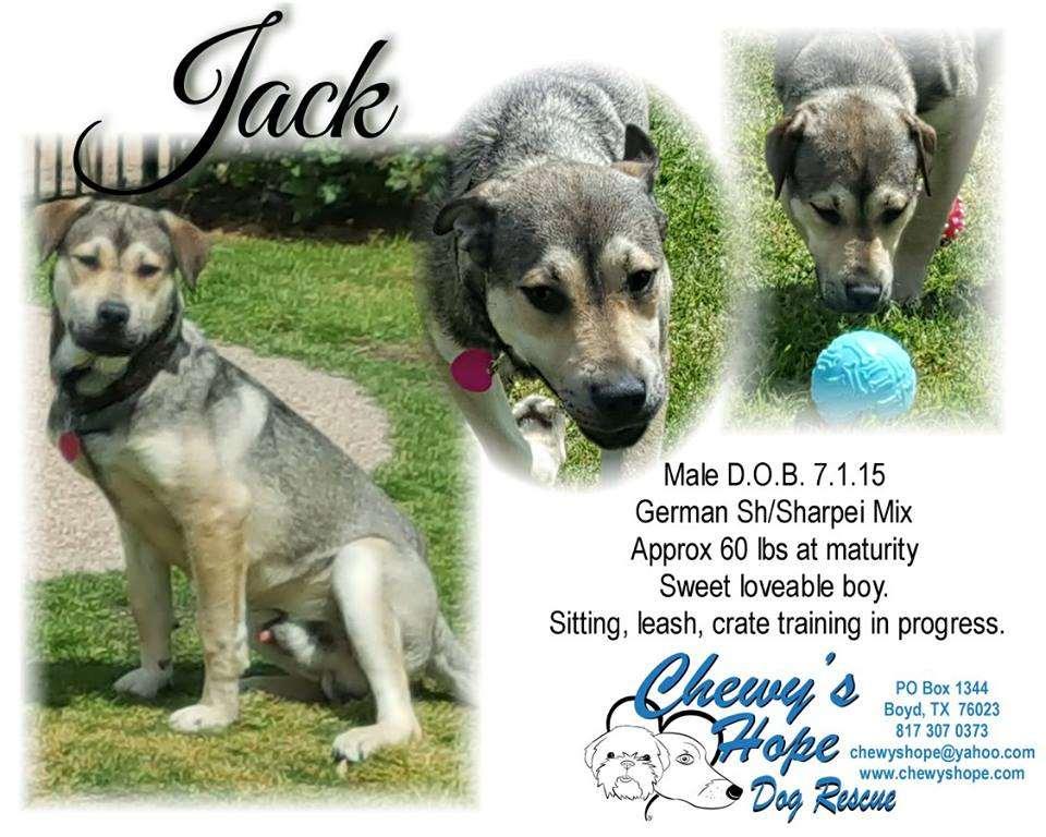 Hi, I am Handsome Jackman Huggles also known as Jack from Call of the Wild. My handsome brother and I were found as strays and Chewys Hope gave me a chance to be happy so I took it.