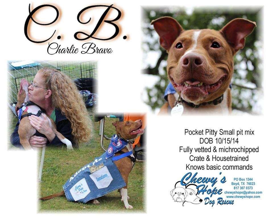Hi, my name is CB (Charlie Bravo) and I am a Pit Bull Terrier or as my rescue group likes to say, I am a pocket pit. I am small in stature, but I ve got a huge personality.