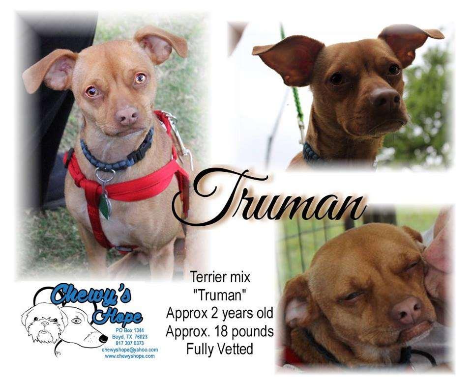 Truman loves children. Loves to cuddle and is an all around top notch guy!