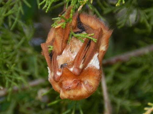 2019 Lancaster County Junior Envirothon Forest Mammals RED BAT The Red Bat is recognized by its bright rusty colored coat of hair.