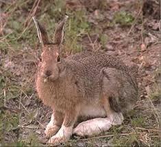 Plants and woody vegetation make up its diet, as the hare is nocturnal. SNOWSHOE HARE The Snowshoe Hare is also called the Varying Hare because twice a year it changes it pelt coloration.