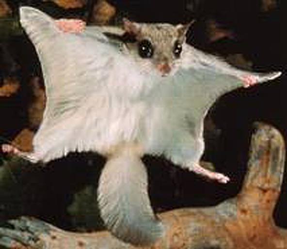 NORTHERN FLYING SQUIRREL Northern Flying Squirrels are mainly arboreal meaning they live in trees. Finding food sometimes brings them to the forest floor.