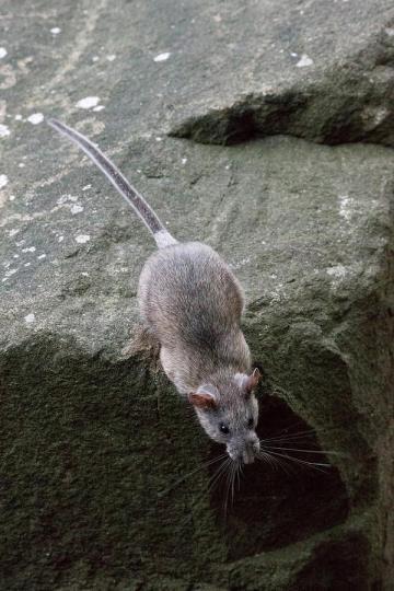 ALLEGHENY WOOD RAT The Allegheny Wood Rat lives in remote rocky habitats of old forests in the state.