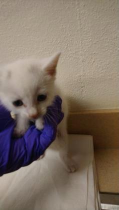 Holiday A39912178 Domestic Shorthair - Mix 