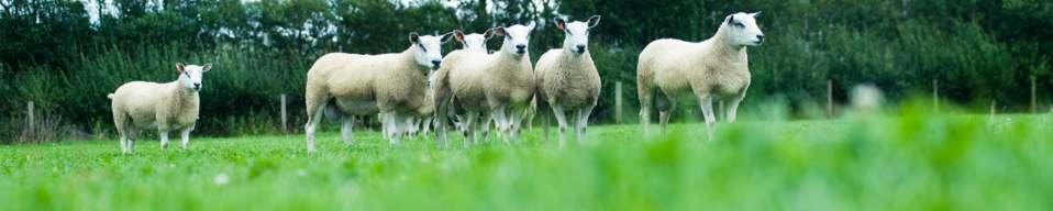 SHEPHERDING FEC Lamb ease Lamb vigour Grade * ** 72 Elite *** 68 Elite *** 67 Elite *** 66 Elite *** 65 Elite SHEPHERDING FEC Lamb ease Lamb vigour