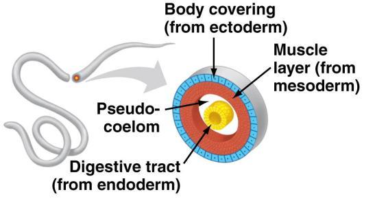 Note: These tissues exist only in embryos. Tissues in adults come from (are derived from) these tissues. 3.