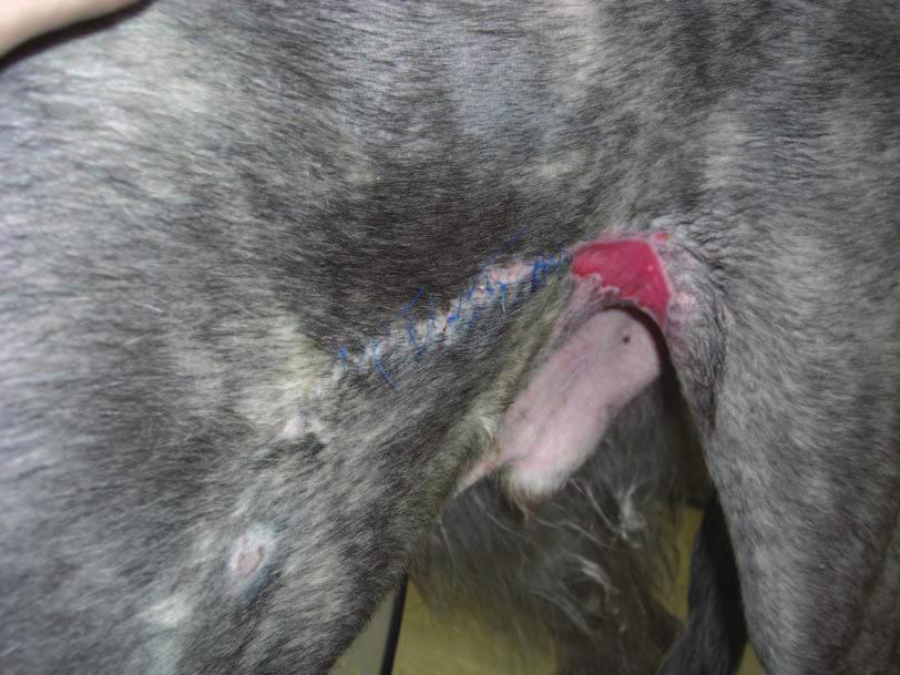 . Wound appearance three days later. Health granulation bed, strong wound contraction and advanced epithelization. FOLLOW-UP The dog was discharged with VetGold applied BID.