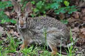 Rabbits are clearly distinguished from hares in that rabbits typically have young that are born blind and hairless (altricial) and hares have young that are born with hair and able to see (precocial).