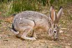 Hares are also called jackrabbits, as they are very quick and can run up to speeds of 45 miles per hour! They have jointed or kinetic skulls, which are unique among mammals.