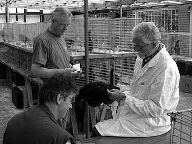 Right: Rem judging the Rhode Island Red in 2004. Three years ago he decided to keep bantam Reds instead of the large fowl.