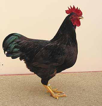popular the breed had become. Since the 1940s, the Rhode Island Red has been bred for more efficient egg production and it became one of the most popular breeds ever.