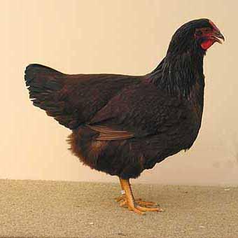 like black body feathers, is a fault called smut. Another important characteristic of the breed is the brick shape, where the length of the body is twice as long as the depth.