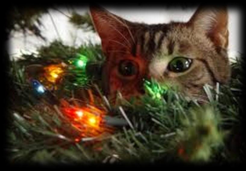 Behavioral News! How to keep your cat away from the Christmas tree Jey E, MSW, ACABC Yes, it s Christmas time. That time of the year many of us adore!
