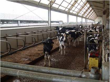 Dairy Replacements Group Name Typical or Estimated Age Typical or Estimated Weight (lb) 1 Baby calf Birth to 2 months BW 175 2 Transition calf 2 to 6 months