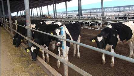 of sex semen on heifer facilities and develop strategy for extras