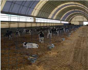 Replacement Heifer Facility Goal Provide an environment and
