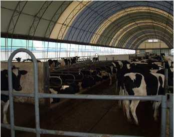 Calf & Heifer Facilities Healthy, comfortable environment for animals