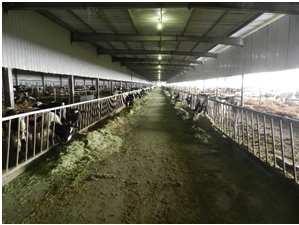 Freedom to exhibit normal behaviors Heifers ready to breed at
