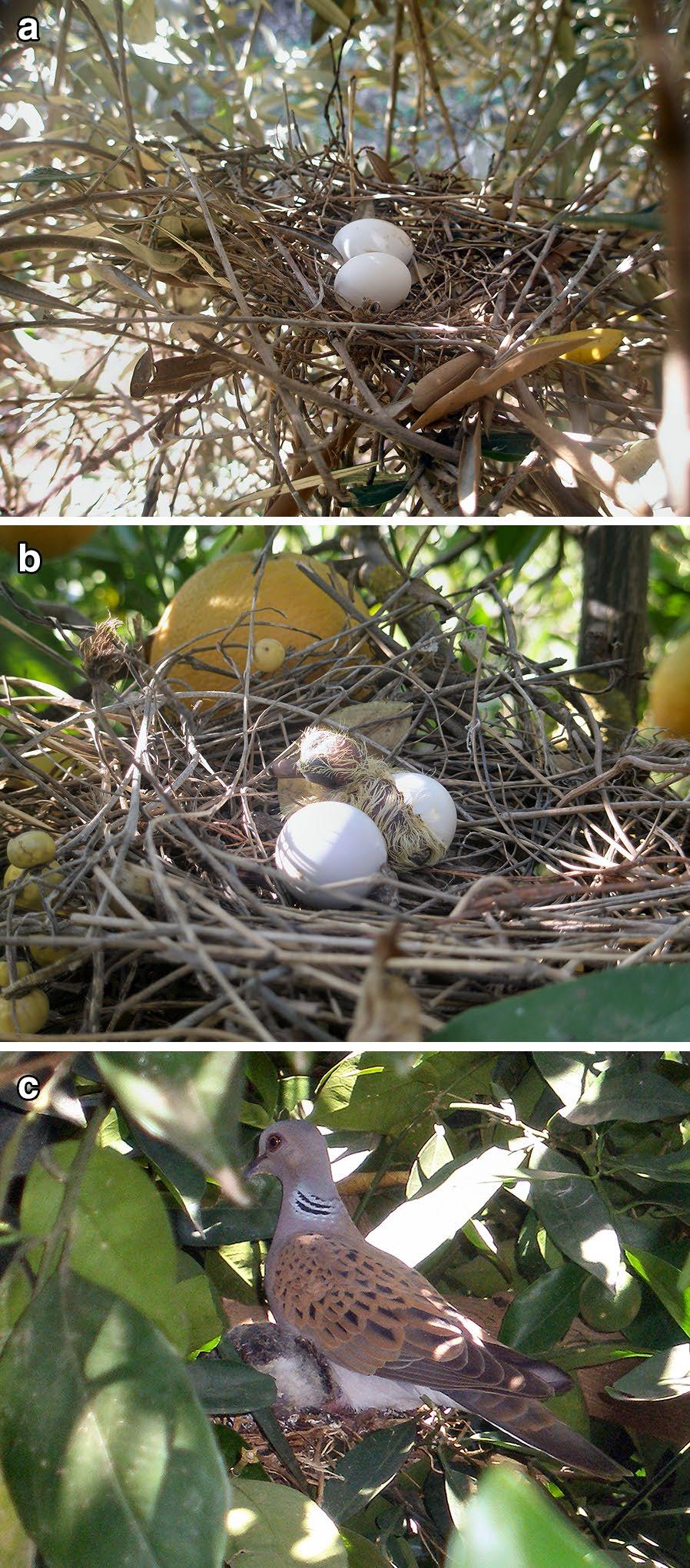 Page 5 of 11 Fig. 2 a A nest of a Turtle Dove with two eggs on an olive tree. b A nest of Turtle Dove with a newly hatched chick on an orange tree.