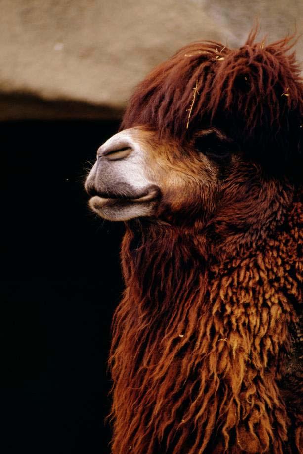 Animal Handling: Llamas and Alpacas Should be handled similarly to horses Are used to