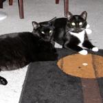! Hungry and Homeless Cat Rescue is partnered with: Petfinder Helping Homeless Pets Helping Lost Pets