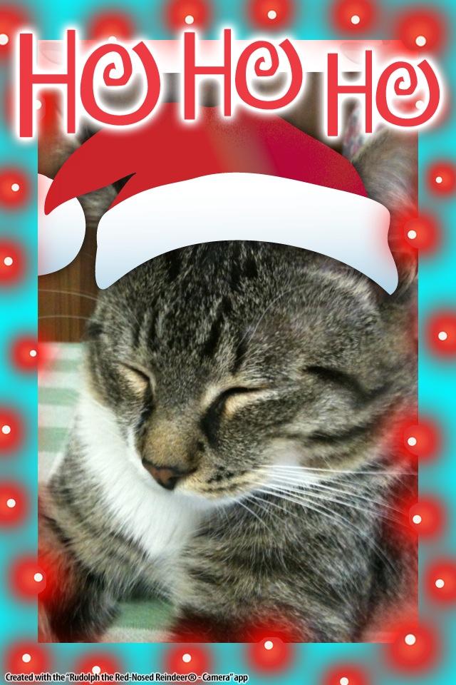 rehabilitation, and a loving forever home. & Happy New Year from the Hungry and Homeless Cat Rescue Crew!