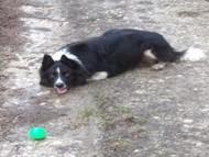 I have two new doggy friends called Jack & Harry and we all like going for walks and exploring, but I have to take my favourite green ball everywhere with me.