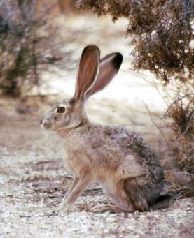 Desert Black-tailed Jackrabbit Jackrabbits get most of the water they need from
