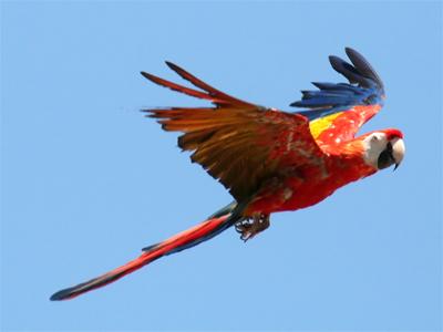 TropicalRainforest Scarlet Macaws spend most of Emerald Tree Boas spend most their