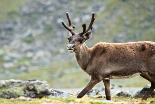 Tundra Caribou have a thick undercoat of fur covered by an