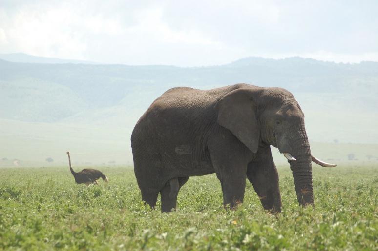 Savanna(Grasslands) African Elephant African Elephants are the largest