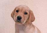 uk/fun4us in the run up to Guide Dogs Week for more information, tips,