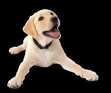 Post to: The Guide Dogs for the Blind Association, Hillfields, Burghfield Common, Reading, RG7 3YG.
