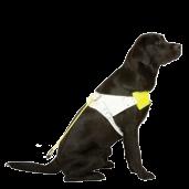 could buy a white harness, the iconic symbol of a working guide dog.