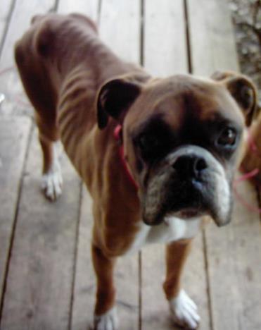 Sarge (2006-passed in 2012) Sarge (a purebred boxer) was found laying almost dead in a soy bean field At only 32 pounds, bones and spine protruded through his skin Estimated