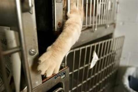 put down yearly in US shelters, many the offspring of cherished family pets In the US,