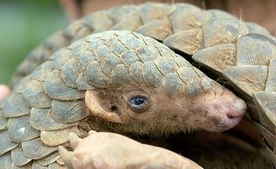 (1) EVOLUTIONARY REASONING. Most reptiles have hard scales that cover most of their body, while the pangolin (a highly trafficked placental mammal) also has hard scales.