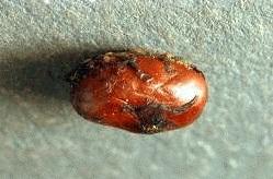 Life History P Female deposits 1 fully developed larvae