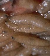 P Infestation of the tissues or organs of animals by the larval stages of dipterous flies P Fly larvae feed