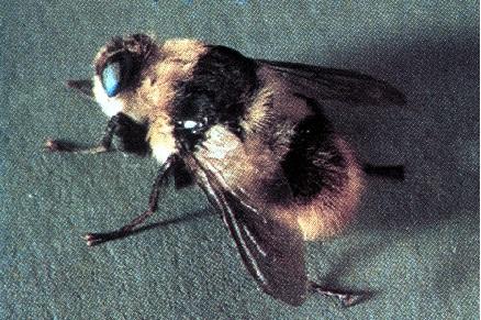 P Adults 13-15 mm Bee-like