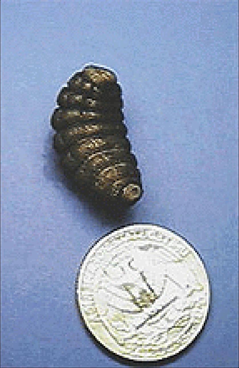P Mature larvae leave skin &