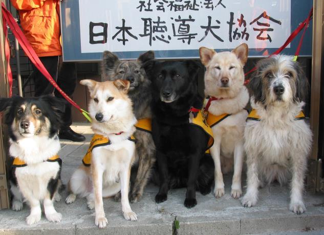 About US Japan Hearing Dogs for Deaf People (JHDDP) Since 1996 History: Japan Hearing Dogs for Deaf People (Hereinafter referred as to JHDDP) was established in Nagano Prefecture, mountainous region
