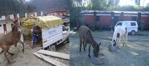 Support PFA Dehradoon s rescue & relief efforts at the time of the disaster were sponsored by Help Animals India in the form of medical supplies for the affected animals while also covering the