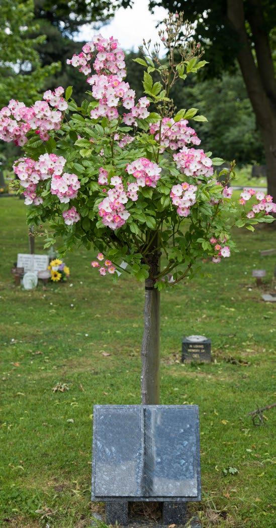 Living memorials Rose tree and rose bush memorials You can choose to bury ashes loose (not in a container) under a charming rose tree or bush within the Garden of Remembrance.