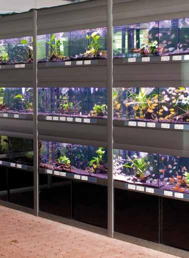 The racks with three or four aquariums one above the other can be delivered already divided into several compartments.