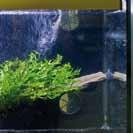 Water from the aquariums is drawn through gratings in a black glass fibre panel and into a 10 cm wide compartment, where it is cleaned and returned to the